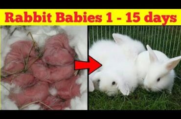 Baby rabbit growing progress (newsland white )