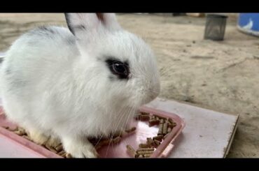 Cute Rabbit Eat Dinner 🍲