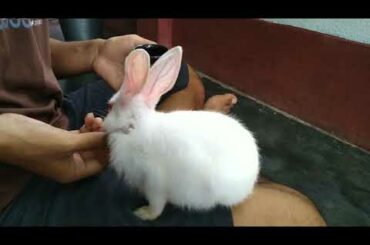 Baby bunny rabbit eating and playing | Funny rabbit video | Bunny the superstar