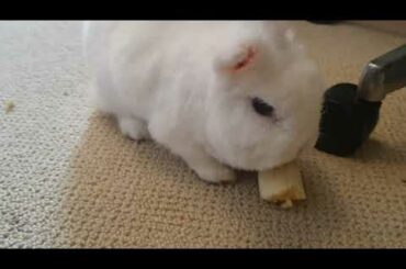 Super Cute Rabbit Eating Her Favorite Banana