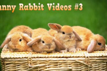 Funny Rabbit Videos | baby bunnies eating #3