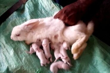 Mother rabbit feeding milk to baby rabbit
