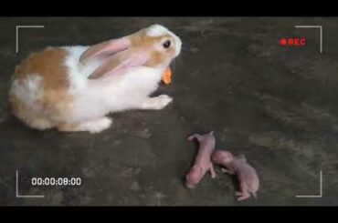 cute rabbit baby 🥰🥰😍