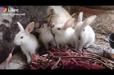 Rabbit baby  so cute eating time see enjoy
