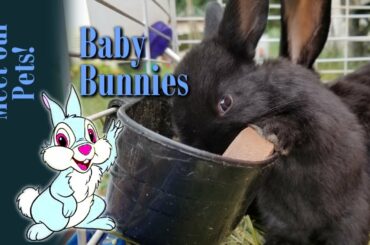 Meet my pets Baby Bunnies!