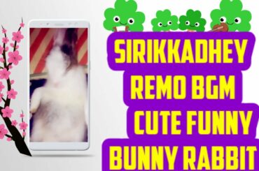 Cute Bunny funny🐰Tamil love bgm-Remo❣️Cute rabbits 💕animal funny videos 🥰 WhatsApp  fomous status💕