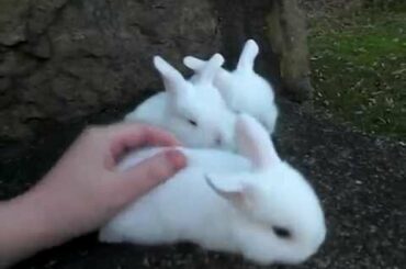 Julia's Litter ~ 3 Weeks Old ~ Baby Holland Lop Bunnies