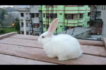 Amazing Bunny | So cute Rabbit