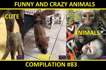 Cute Baby Animals | Elephant Cub,Rabbit,Chimpanzee,Colt,Lama,Hamster,Piglet | Compilation #83
