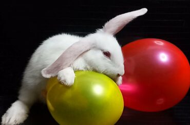 Funny Baby Bunny Rabbit Videos [ Part 2 ]