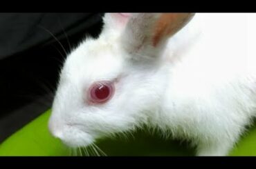 Funny and cute little Bunny  rabbit video