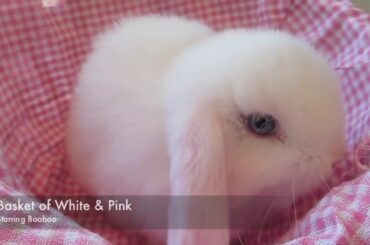 A cute bunny....she is in a basket...lovely😊😍😘