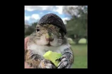 Cute Bunny Eating