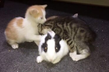 The kittens don't leave the rabbit alone 😆 my kittens' friend is a rabbit🐰