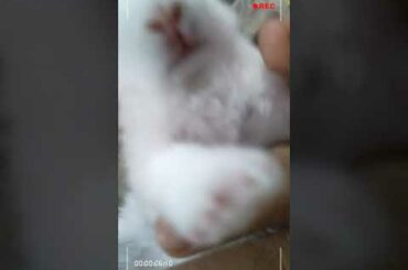 Rabbit small baby