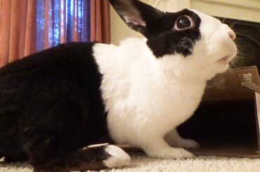 RABBIT IN A BOX