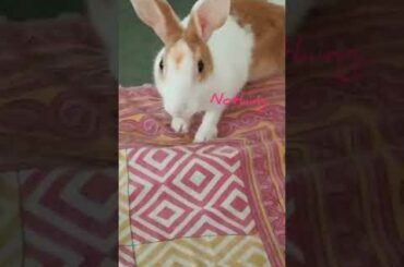 Cute Rabbit want Little Bunny