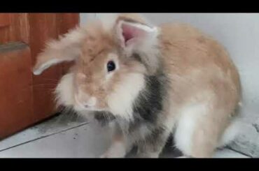 Cute rabbit at home (1)