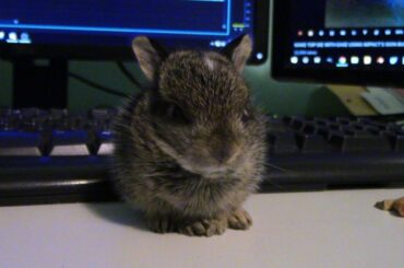 The Great Bunny Rescue 1