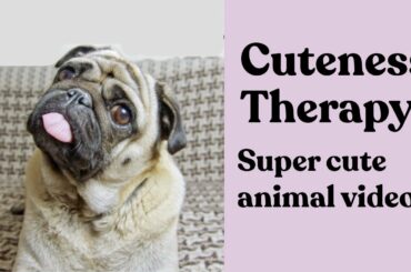 Ultimate Cute Puppies, Kittens & Cute Baby Animals Video Compilation: CUTENESS THERAPY