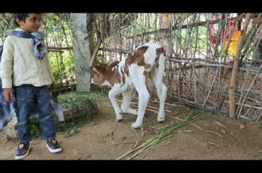 Jersey cute bunny born today || Kmvp palli || Andhra Chittoor dst