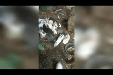 cute cute rabbits and pigeons/by indian youtuber ayesha