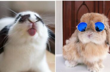 cute bunny videos funny 🐇🐰 funny pets