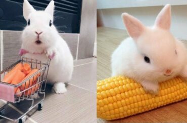 Newborn Baby Bunnies Cutest things, EVER | CUTE and FLUFFY baby BUNNY rabbit compilation | CuTE Pet