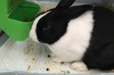 bunny almost falls asleep while eating *so cute*