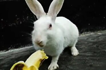 Rabbit Eating Banana and Listening Día del Plátano