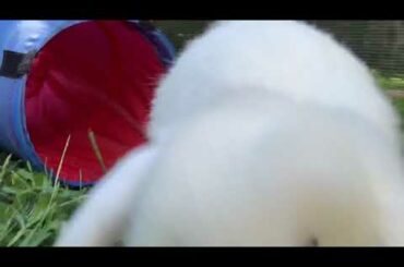 Cute Bunny Hoping through his Tunnel