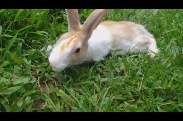 My cute BUNNY / RABBIT