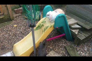 Cute bunny play slide