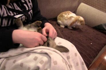 Little Bunny Upside Down Almost Sleeping - Mini Lop Rabbit