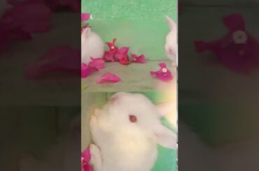 cute rabbit babies 🐰🐰🐰🐰🐇💖