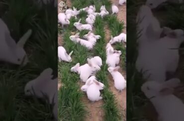 cute rabbit eating grass