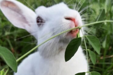 Happy BUNNY in the garden