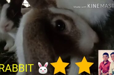 CUTE RABBIT 🐰 🐰 🐰