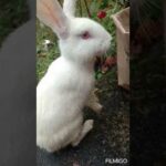 Cute Rabbit farming /Master Tricks/
