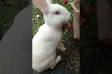 Cute Rabbit farming /Master Tricks/