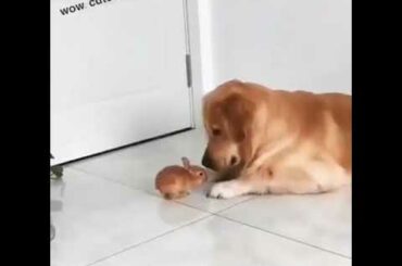Dog and baby rabbit friendship