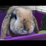 CUTE RABBIT eats cabbage in his house. Rabbit life in the city
