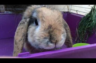 CUTE RABBIT eats cabbage in his house. Rabbit life in the city