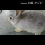 Cute bunny's photo gallery 📷