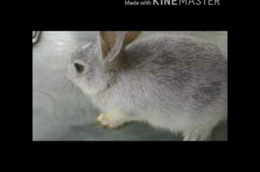 Cute bunny's photo gallery 📷