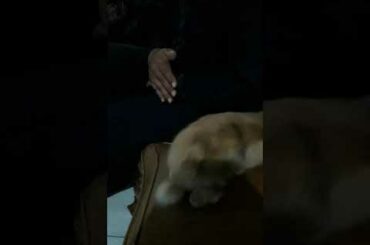 Cute Rabbit at home (5)