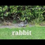 กะต่ายผู้หน้ารัก Cute rabbit ກະຕ່າຍສຸດຫນ້າຮັກ ສີເທົ່າອີກ