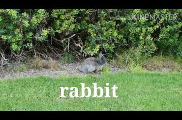 กะต่ายผู้หน้ารัก Cute rabbit ກະຕ່າຍສຸດຫນ້າຮັກ ສີເທົ່າອີກ