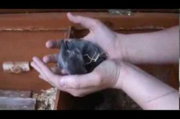 my baby rabbits at 11 days old and starting to open their eyes