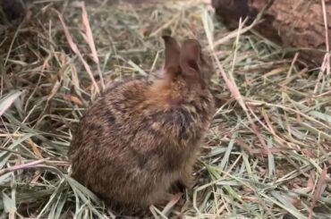 Cutest bunny ever. Convince me I’m wrong!